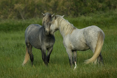 Sloboda