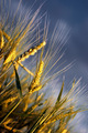 Golden Life