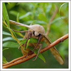 Lisaj topolovy-Laothoe populi