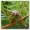 Lisaj topolovy-Laothoe populi