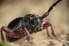 chrobač