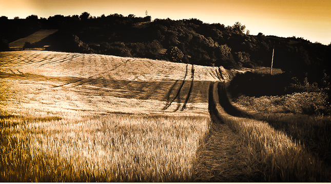 fields of gold