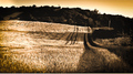 fields of gold