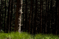 Forest of shadows