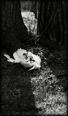 Fall Of Seraph