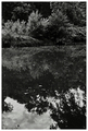 dirty waters
