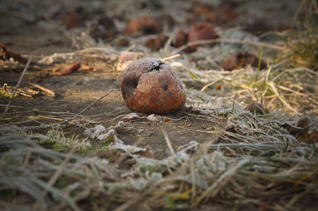 Rotten Apple