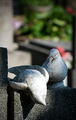 Doves