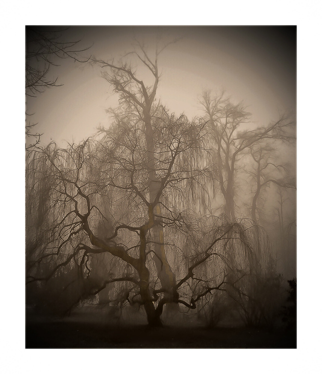 Ghostly trees