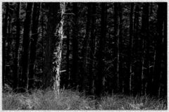 EXPERIMENT- Forest of shadows II