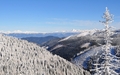 pocukrované