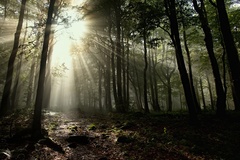 Trochu svetla v tej hmle.