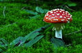 kráska