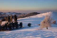 Pri zmrznutom strome.