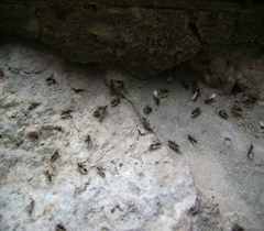 lietajuce mravce