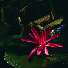 ..... vodný kvet ....