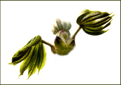 ... mladatko netopiéra .... 