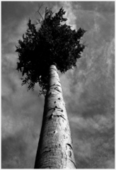 ..... vždy vyššie !!!...