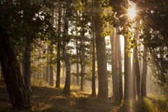 morning mist