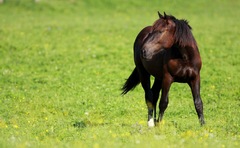 Mustang