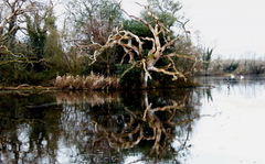 ZRKADLO