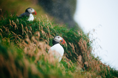 Islandský Puffin