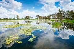Billabongy v Kakadú NP