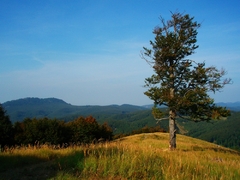 Skalnata