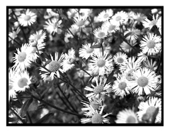  Bellis perennis