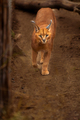 felis caracal