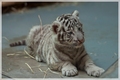tigrík sibírsky
