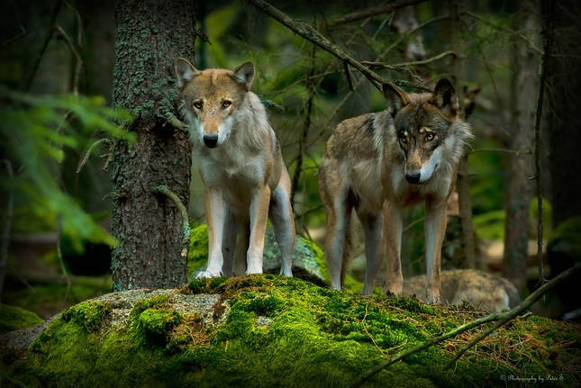 vlci na Šumave