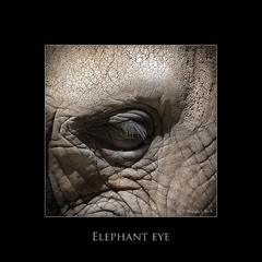 elephant eye
