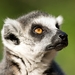 Lemur catta - pohľad