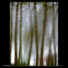 ROZPOUŠTĚNÍ STROMŮ