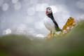 atlantic puffin