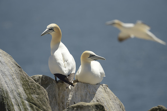 Northern gannet(Sula biela)