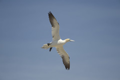 Northern gannet(Sula biela)