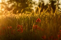 ... pri zapade slnka..