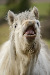 ...nemas zubnu kefku...