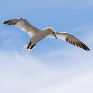 northern gannet(Sula biela)
