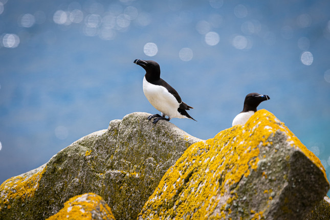 Alka mala (Razorbill)