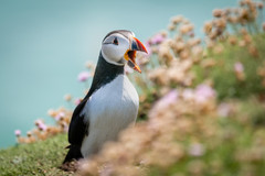 Atlantic puffin