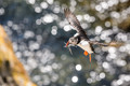 Atlantic puffin