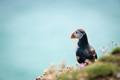 Atlantic puffin