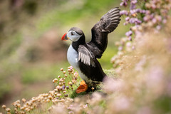 atlantic puffin