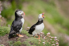 Atlantic puffin