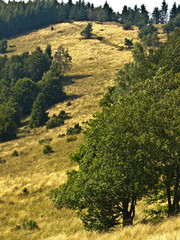 Trees and grassfield