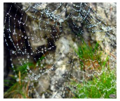 Cobweb