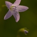 Campanula patula II